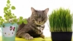 Отглеждане на къща с трева за котка