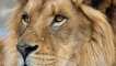 Lion animal е описание, където живее, интересни факти, снимки, размери на лъва, колко тежи, колко животи, какво ядат,...
