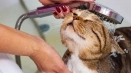 7 Грешки, които някои собственици на котки правят