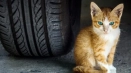 7 Способности на бездомни котки, които им помагат да оцелеят