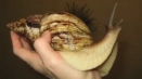 Achatina retikuleta: гигантски охлюв у дома