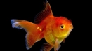 Аквариум komet fish: съдържание и грижи