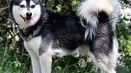 Alaskan kli kai или mini husky: характеристики и описание на породата