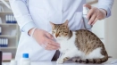 Алергия при котки: симптоми и лечение, лекарство