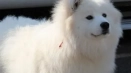 American eskimo dog: характеристики на поддръжка и поддръжка у дома