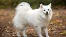 American eskimo spitz: характеристики