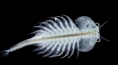 Artemia salina (artemia salina), неговите характеристики и приложение