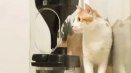 Автоматично захранващо котка