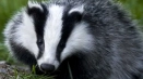 Badger: описание на животното, интересни факти, как изглежда, какво се яде, местообитанието, как да се разграничи мъжкият и женският...