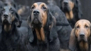 Bladhaund (hound dog): описание на породата