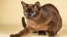 Burman cat, природата на котетата и котките бърм