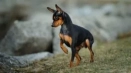 Tsvergpincher или mini doberman: характеристики и описание на породата