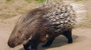 Porcupine (hystricidae): интересни факти за дивите животни, местообитанието, какво ядат, колко живеят, врагове, снимки...