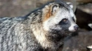 Raccoon dog