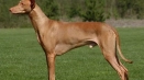 Pharaionov dog: египетски анибус, описание на породата