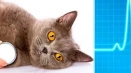 Gkmp при котки (хипертрофична кардиомиопатия)