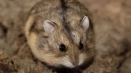 Campbell hamster: описание, цена, грижа и поддръжка