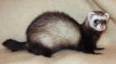 Ferret: описание на животното, снимки, интересни факти, видове, цветове, които се хранят, врагове, възпроизвеждане, колко живеят...