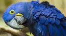 Интересни факти за папагалите
