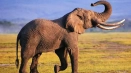 Интересни факти за слоновете