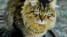 На каква възраст е възрастните хора при котките. Стара грижа за котки