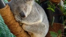 Коала: (125 снимки) интересни факти, описание на животното, където живеят и колко, какво ядат, ролята в дивата природа, как изглежда...