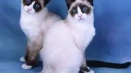 Котки сняг shu и тяхното съдържание