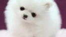 Критерии за избор и цената на кученцето на pomeranian spitz