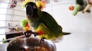 Възможно ли е папагал от пържени семена