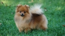 Германски цевергшпиц: как се различава от pomeranian