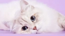 Neva masquerade cat: снимка, описание на породата и характера, размера, теглото и цвета, плюсовете и минусите на котката в санкт петербург...