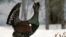 Лов за capercaillie, пролет