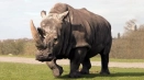 Описание на бял носорог от червената книга