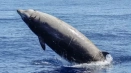 Описание на корасания кит от червената книга