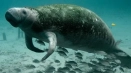 Описание на морето (steller) крави от червената книга