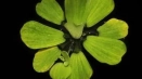 Pistia в аквариума: поддръжка и грижа