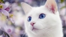 Защо белите и сините котки са глухи от раждането?