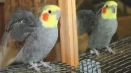 Избираме името за corella (parrot)