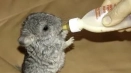 Избираме име за chinchilla