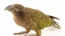 Parrot kea: как изглежда, къде живее, какво яде