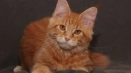 Породи червени котки и червени котки
