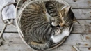 Причини, поради които котка облизва ръцете на човек