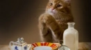 Причини, поради които котката яде много и не яде