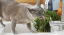Royal kanin gastro чревни за котки: състав на подаване