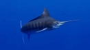 Atlantic blue marlin - мечтата за хазарт рибар