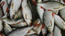 Krasnerek fish: където живее, интересни факти, инструкции как да се разграничи от хлебарка, при хвърляне на хайвера, размери на груби...