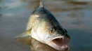Sudak fish: подробно описание, начин на живот на хищни риби, риболов, където живее, колко живеят, размерът, отколкото яденето (90 снимки)...