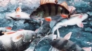Baikal fish: пълен списък с имена, снимки и подробно описание на всички хора