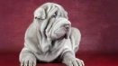Sharpei (куче): характеристики на китайски и американски възгледи