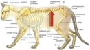 Котешки скелет: анатомия, череп, структура